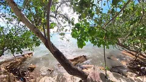 Wide angle of nature. Beach waves, leaf, and rock from behind tree with sun.. Stock Footage 269323352