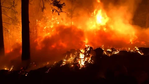 Wide Angle of Orange Flames and Smoke of a Forest Fire Stock Footage 103050686