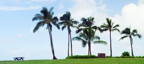 Wide Angle of Palm Trees at the Edge of a Grass Park - Oahu, Hawaii (Shot on Stock Footage 113959675