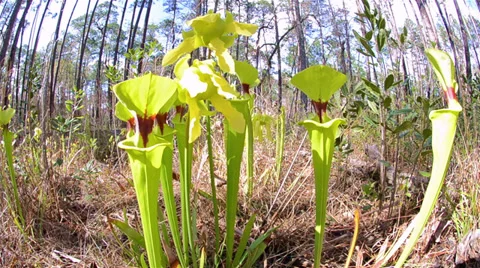 Wide angle pan of carnivorous Yellow Flytrap leaf in Moody Forest Natural Area Video stock 34457225