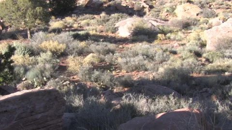 Wide Angle Pan of Desert Landscape Then Zoom in On Bedded Mule Deer Buck Stock Footage 49700285