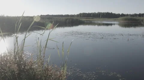 Wide angle paning shot of an overgrown lake in morning Video stock 53795895