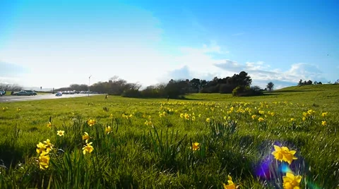 Wide Angle Park, Daffodils in Spring, Lens Flare Stock Footage 37975101
