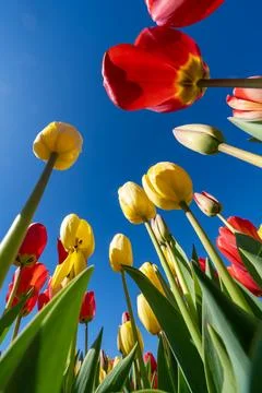 Wide angle perspective of tulips, looking up at the sky. Burnside Farms in .. Stock Photos
