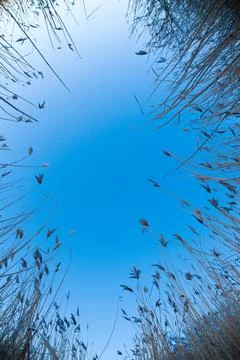 Wide angle photo looking up between tall reeds in winter. Stock-Fotos