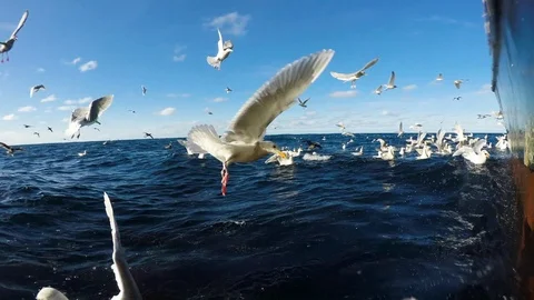 Wide angle pov of flock of seagulls flying next to fishing boat, USA Stock Footage 138889378