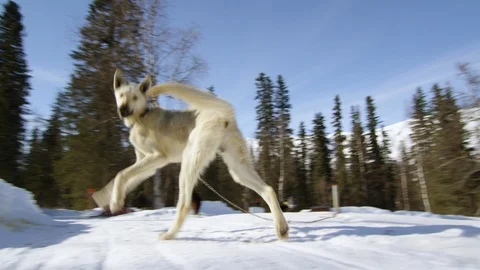 Wide angle POV of leashed dog barking at camera on sunny day in Alaska Stock Footage 129129840
