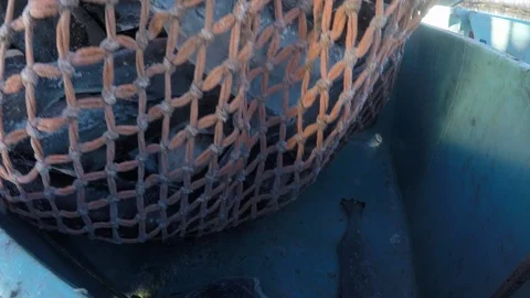 Wide angle pov unloading of frozen fish from a net aboard a fishing boat, USA Stock Footage 138890992