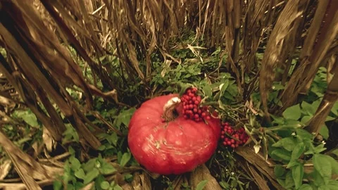 Wide angle pumpkin in corn Stock Footage 141820522