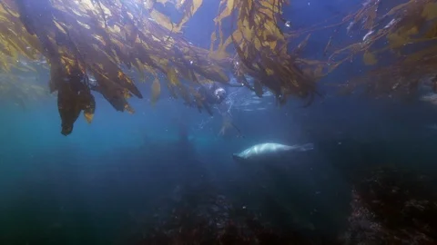 Wide Angle of Rare Sea Otters Swimming Through a Patch of Seaweed Above a Reef - Vidéo 114100138