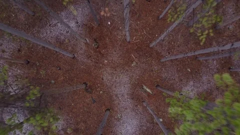 Wide Angle Rising Through Snow Out Of Forest In Colorado Rockies Video stock 82809542