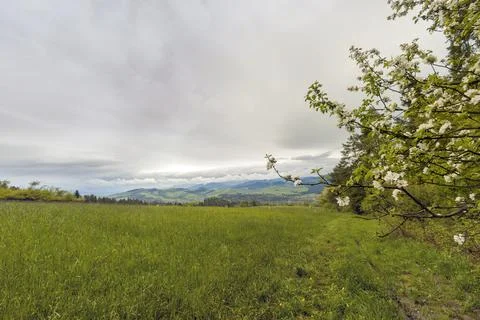 Wide angle scenic view of cherry blossom against meadow of polish mountains o Stock Photos