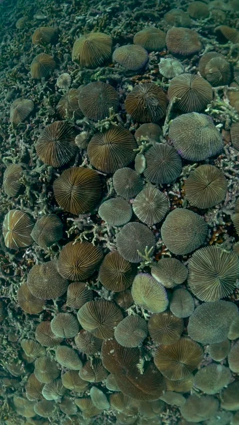Wide Angle Scuba Diving Swim Over Coral on the bottom of the ocean Koh Tao Thai Stock Footage 246352880