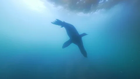 Wide Angle of Sea Lion Playfully Swims in the Ocean - Monterey, CA Stock Footage 114092277
