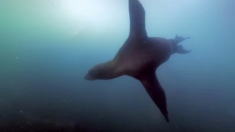 Wide Angle of Sea Lion Swims Past a Large Jellyfish in the Ocean - Monterey, CA Stock Footage 114092004