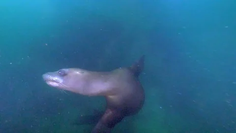 https://images.pond5.com/wide-angle-sea-lion-turning-footage-114093151_iconl.jpeg