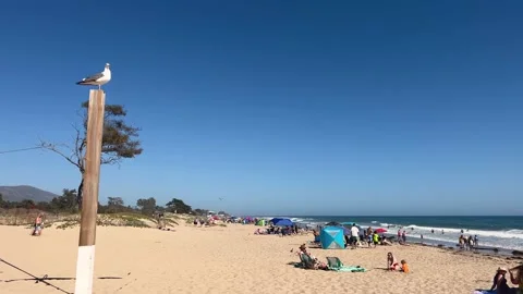 Wide angle of seagull on wood pillar at the beach Stock-Footage 200020976