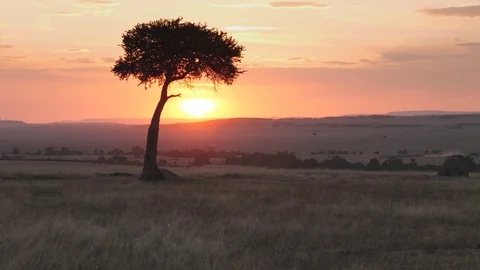 Wide angle shot of an acacia tree at sunset in masai mara Vidéo 111748845