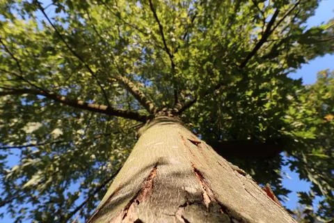 Wide angle shot of broad-leafed from tree trunk to tree crown with blue sky in Stock Photos