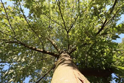 Wide angle shot of broad-leafed from tree trunk to tree crown with blue sky in Stock Photos