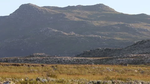 Wide angle shot of Cape Mountain Zebra running across a grass plain Stock Footage 62493318