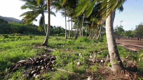 Wide angle shot of coconut palms in sunny countryside Stock Footage 51057157
