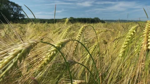 Wide angle shot of ears of wheat swaying from the gentle wind Stock Footage 198375261