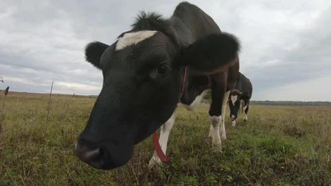 Wide angle shot of the face of a curious cow chewing grass in a pasture Stock Footage 141893388