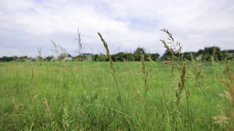 Wide angle shot of field 4K Vidéo 172310346
