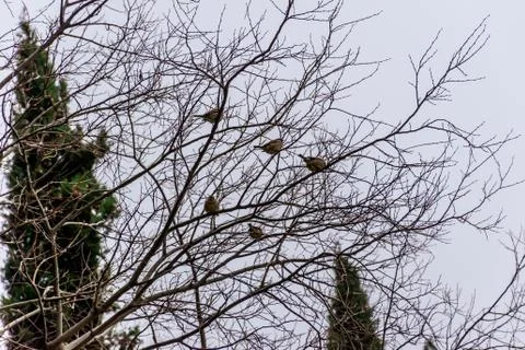 A wide angle shot of five sparrows perched on leafless winter tree branches o Stock Photos
