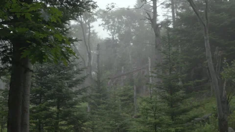 Wide angle shot of the forest covered in fog Stock Footage 135563244