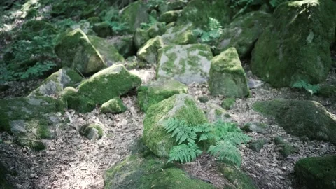 Wide angle shot of forest Stock Footage 135385881