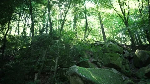 Wide angle shot of forest Stock Footage 135386190