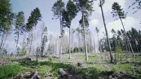 Wide angle shot of forest Stock Footage 135386303