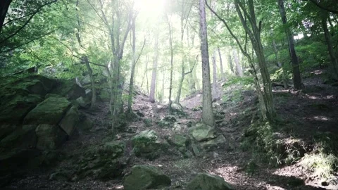 Wide angle shot of forest Stock Footage 135386512