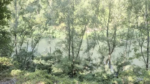 Wide-angle shot of a freshwater stream surrounded by trees Stock Footage 343629123
