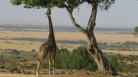 Wide angle shot of a giraffe reaching up to eat leaves in masai mara Stock Footage 70572815