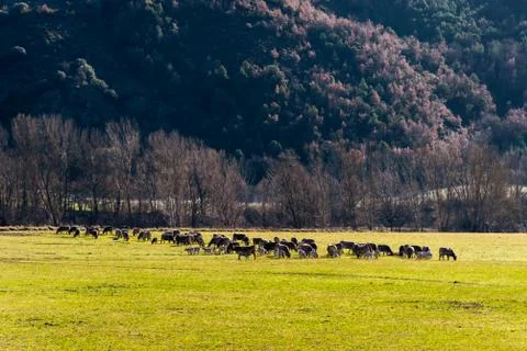 A wide angle shot of a herd of cows grazing on a grass field in the Spanish P Stock Photos