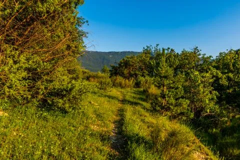 A wide angle shot of a hiking path in a green plain field in a forest in the  Stock Photos