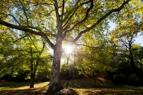 Wide angle shot of a huge tree with sun Stock Photos