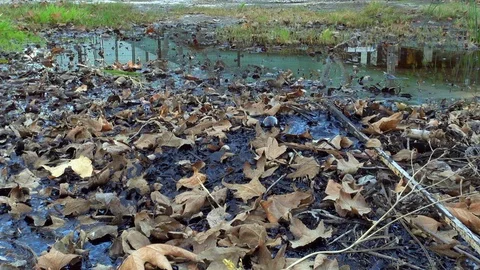 Wide Angle Shot of La Brea Tar Pit with Leaves Stock Footage 92373691