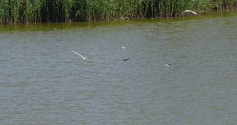 Wide angle shot of a lake surrounded with reeds and gulls swimming and flying Stock Footage 262681740