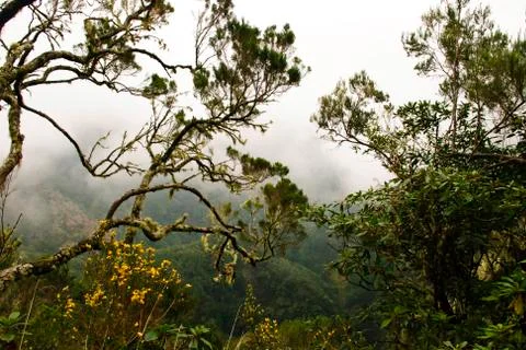 Wide angle shot of leaf foliage in misty forest Stock Photos