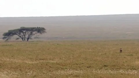A wide-angle shot of a lone cheetah patrolling the vast plains of Serengeti Stock Footage 330890079