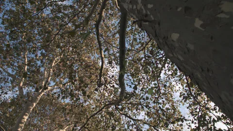 Wide angle shot looking up at fall foliage Stock Footage 321256889