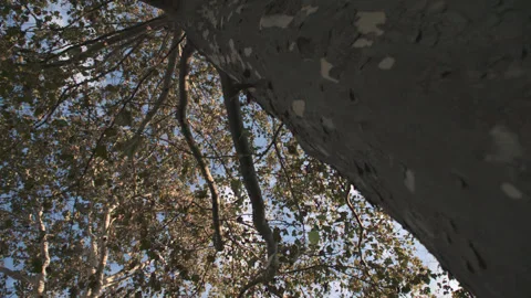 Wide angle shot looking up at fall foliage Stock Footage 321256944