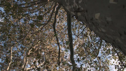 Wide angle shot looking up at fall foliage Stock Footage 321257022