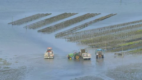 Wide angle shot of men working on an oyster farm, France, Brittany Stock Footage 195543041