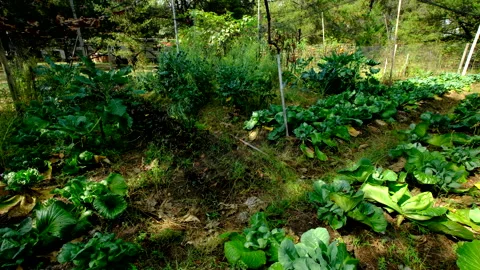 Wide angle shot of overgrown vegetable garden after most veggies were harvested Video stock 331833776