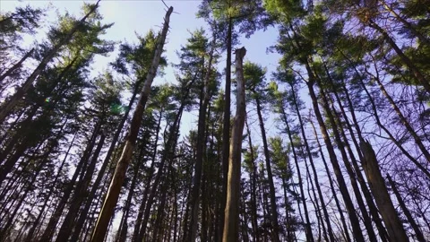 Wide angle shot, pan down of pine forest Stock Footage 134950564